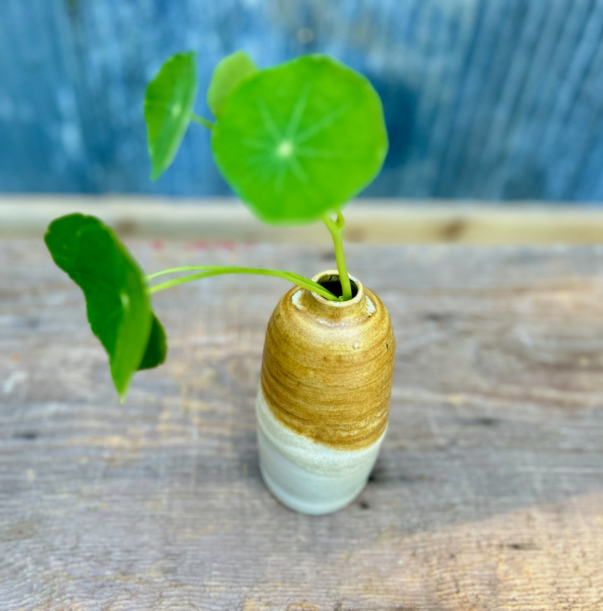 Maple On Fog Vase